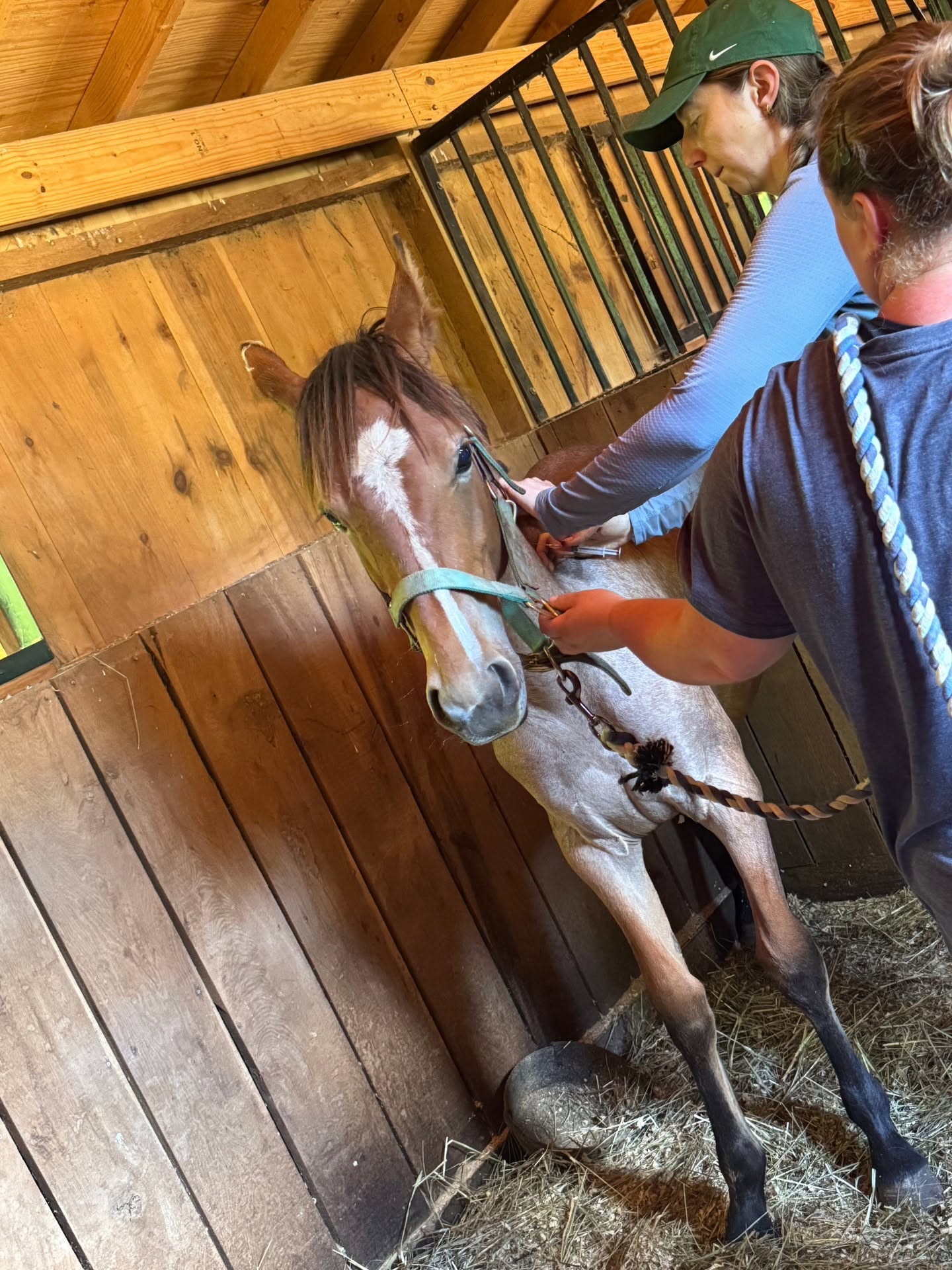 Peaches with the vet