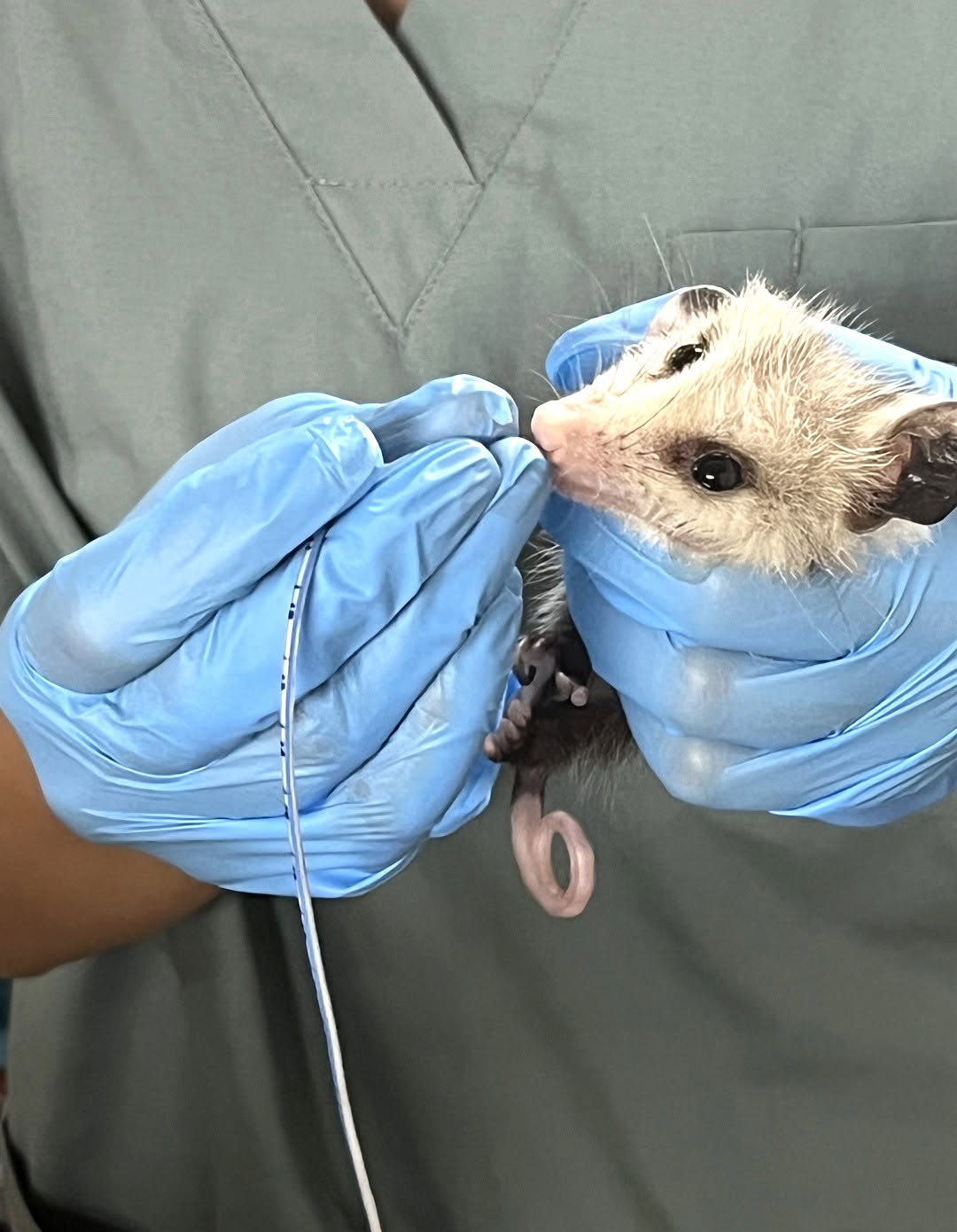 Feeding a baby possum