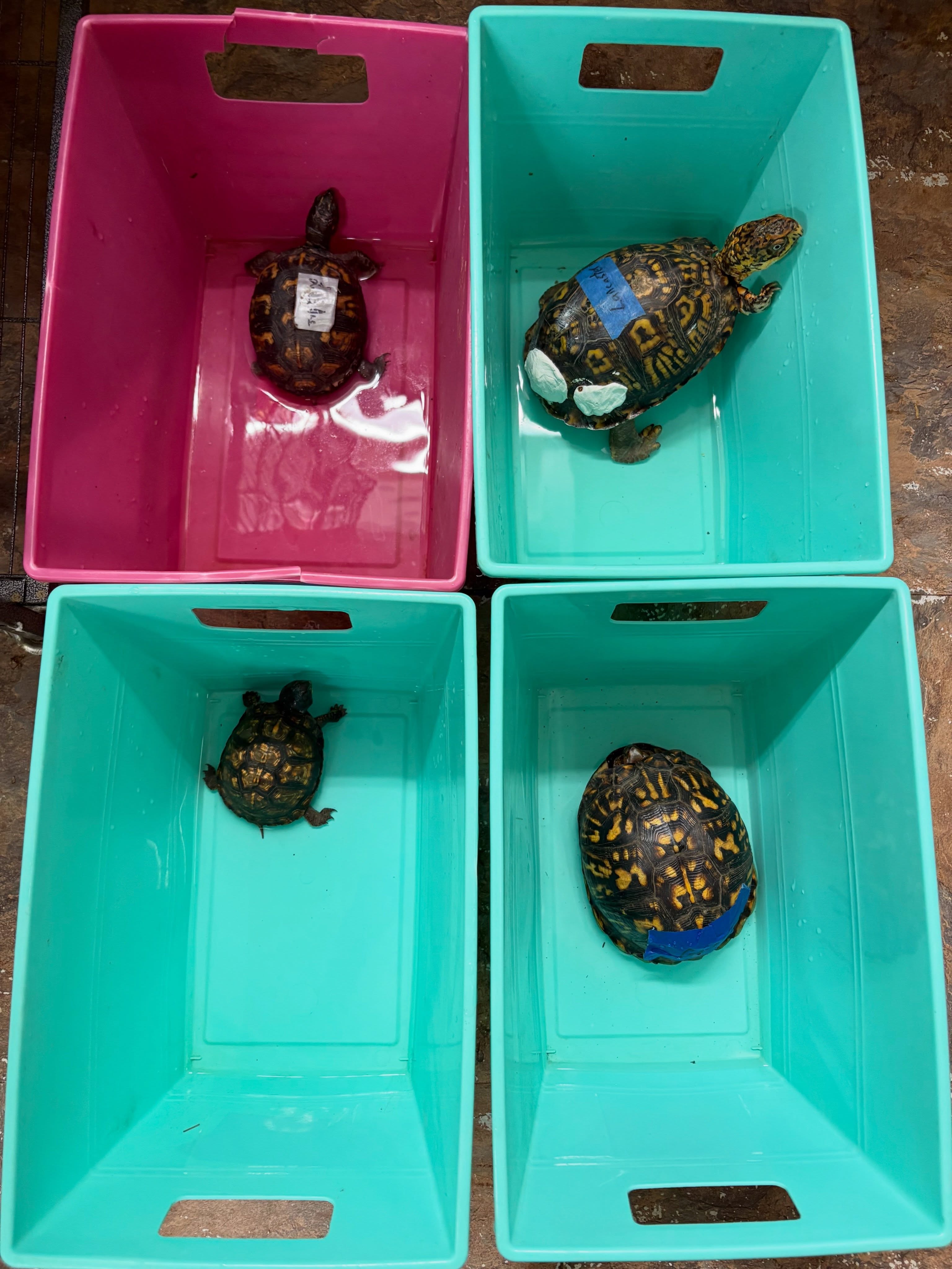 Four box turtles in four seperate boxes
