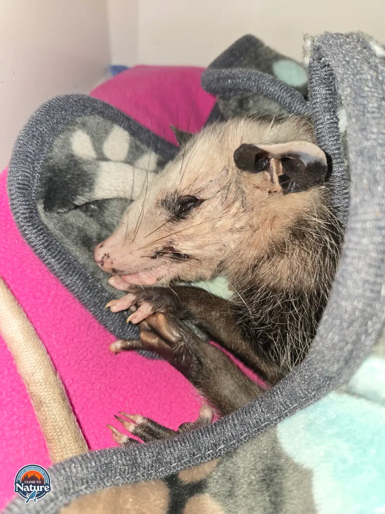 An possum wrapped up in a blanket