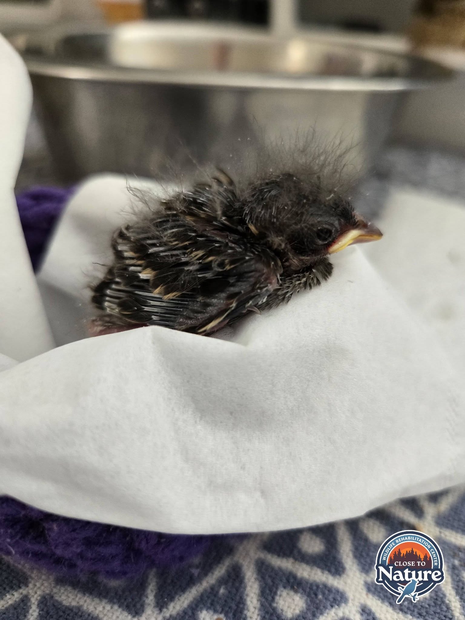 Baby chipping sparrow