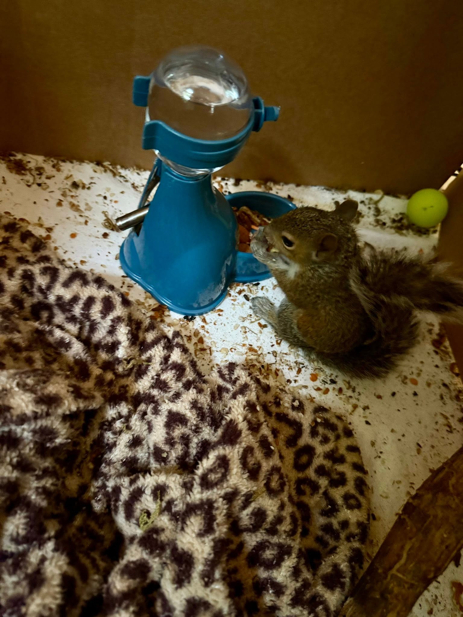 A squirrel eating