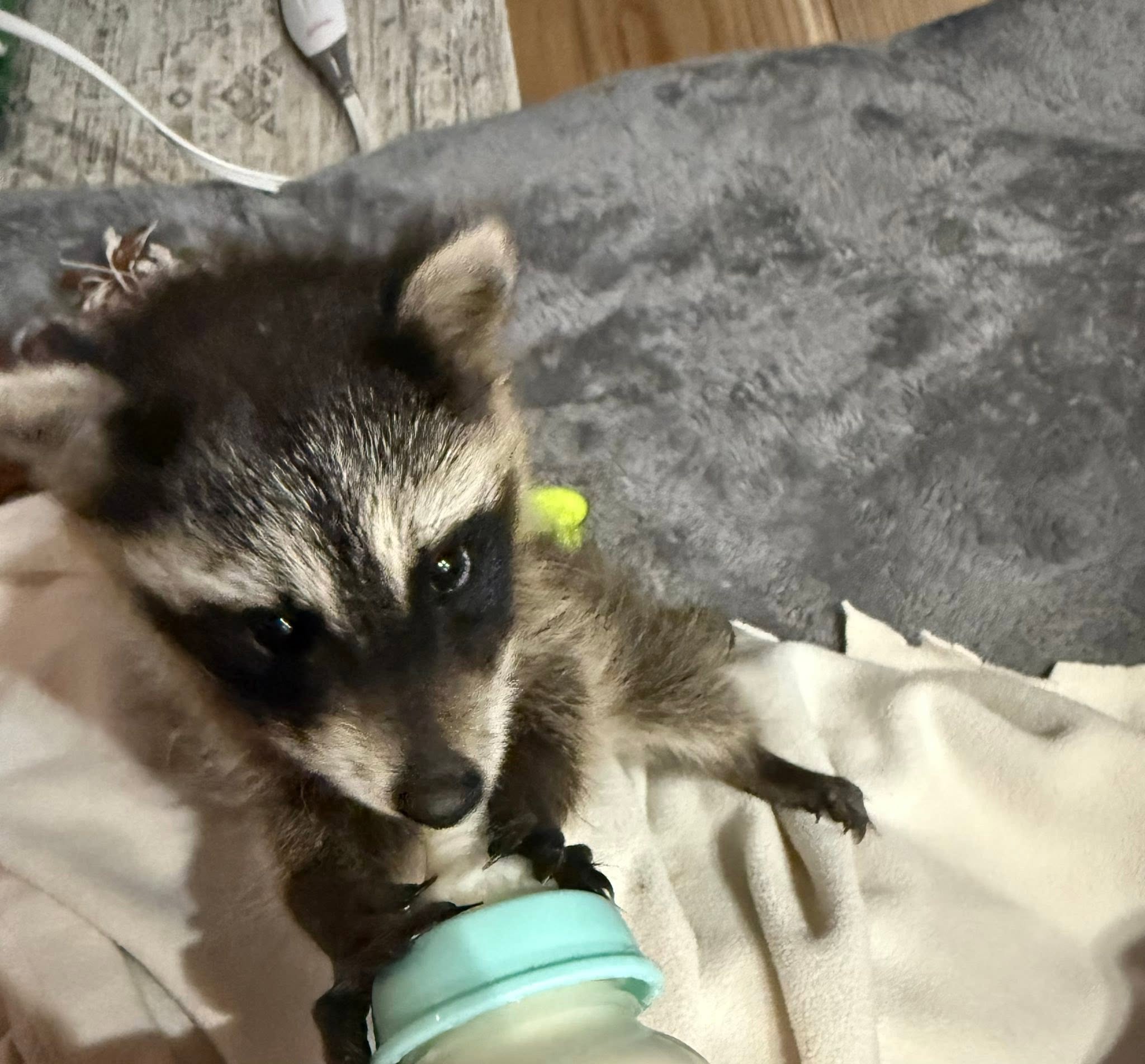 A baby racoon