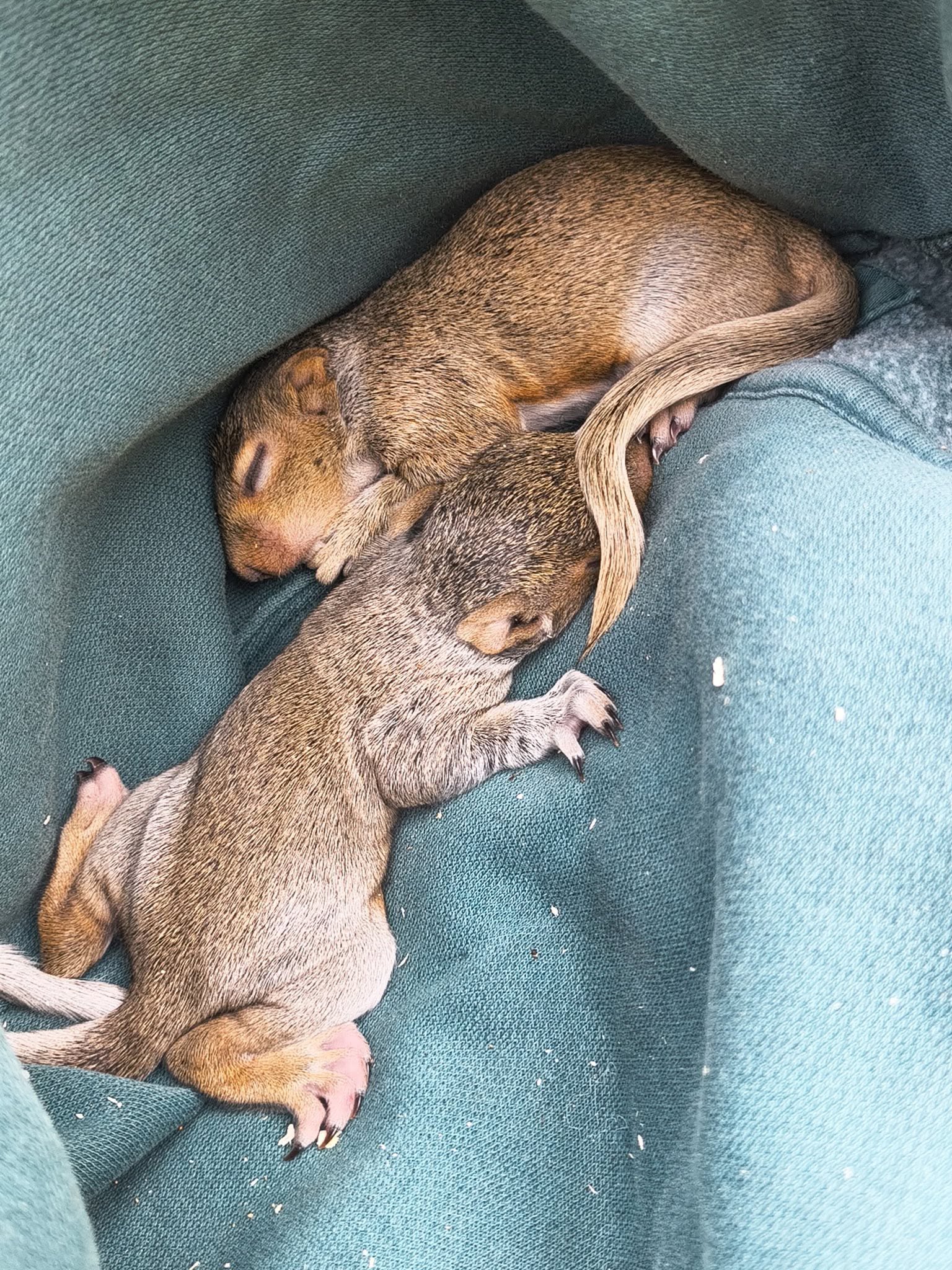 Baby squirrels