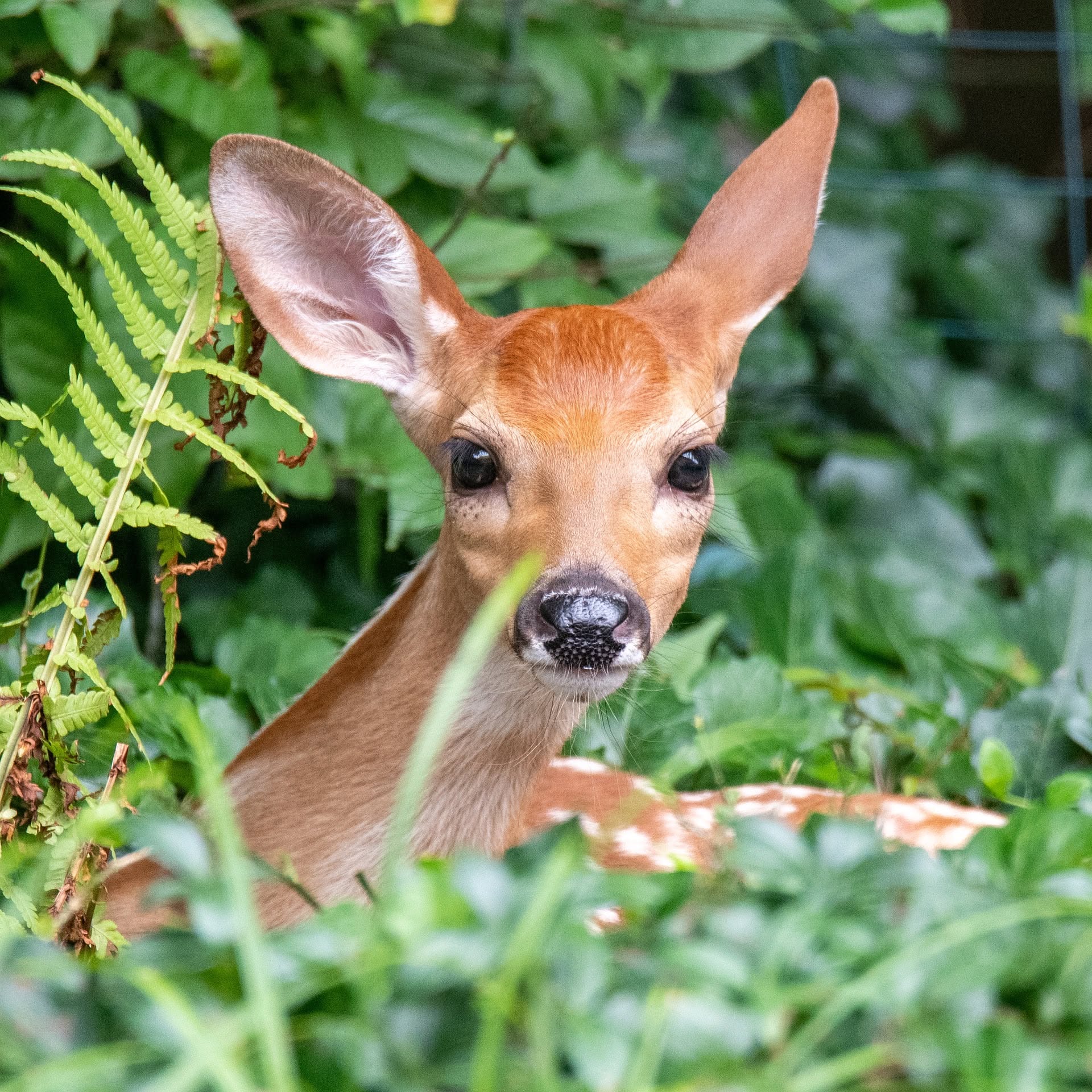 Placeholder photo for Deer-Track Wildlife Rescue