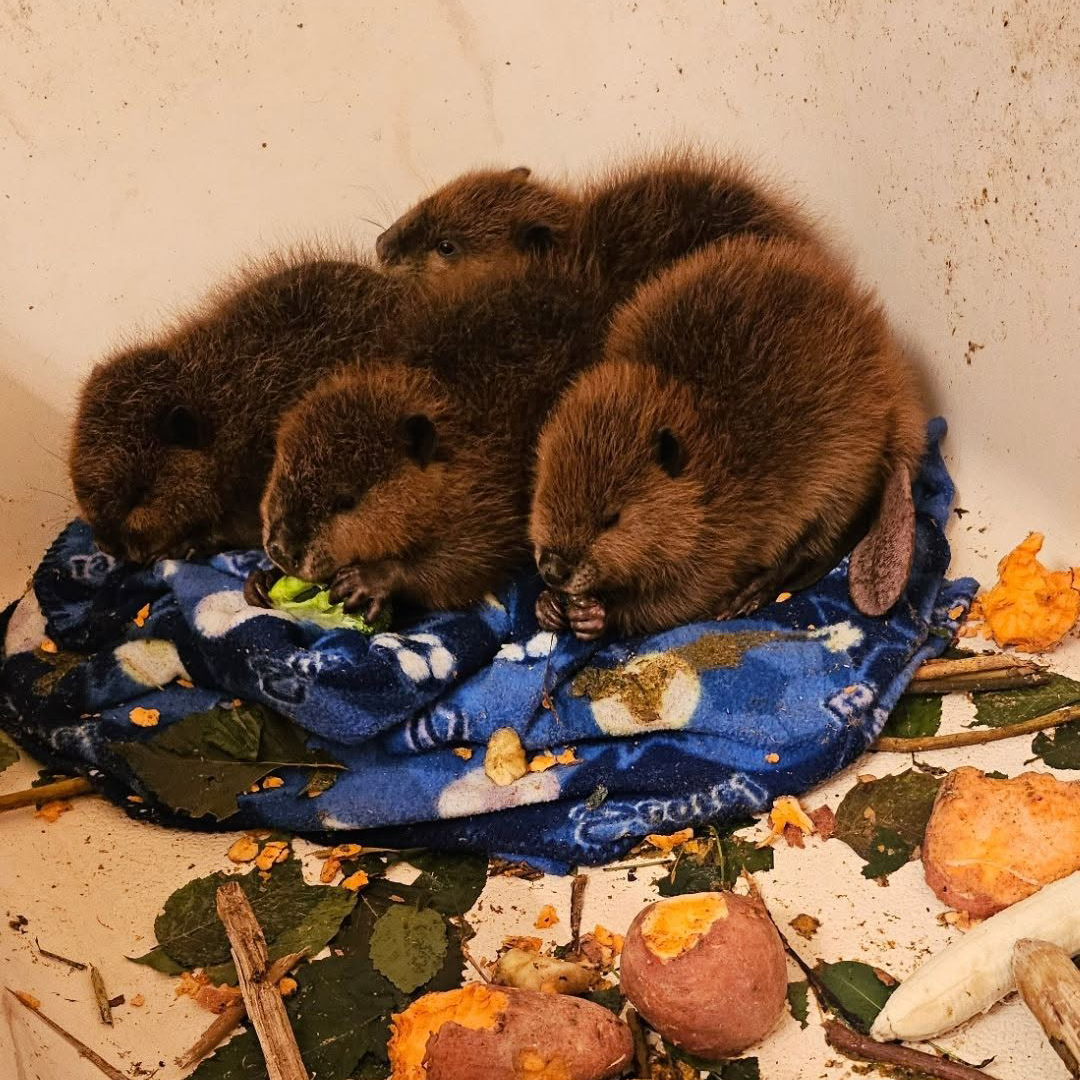 Four baby beavers eating