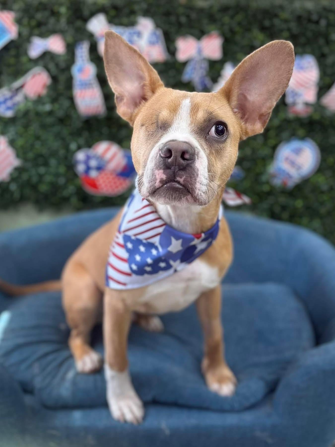 Apollo a cute dog with a red, white, and blue bandana