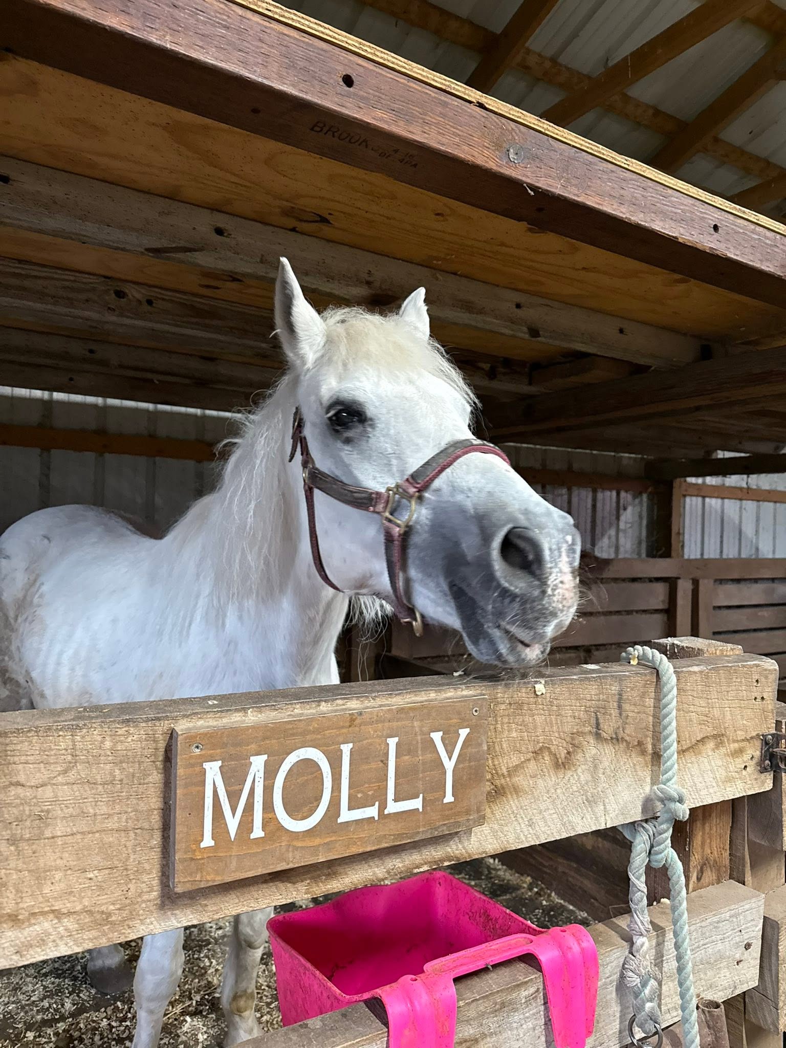 A horse named Molly