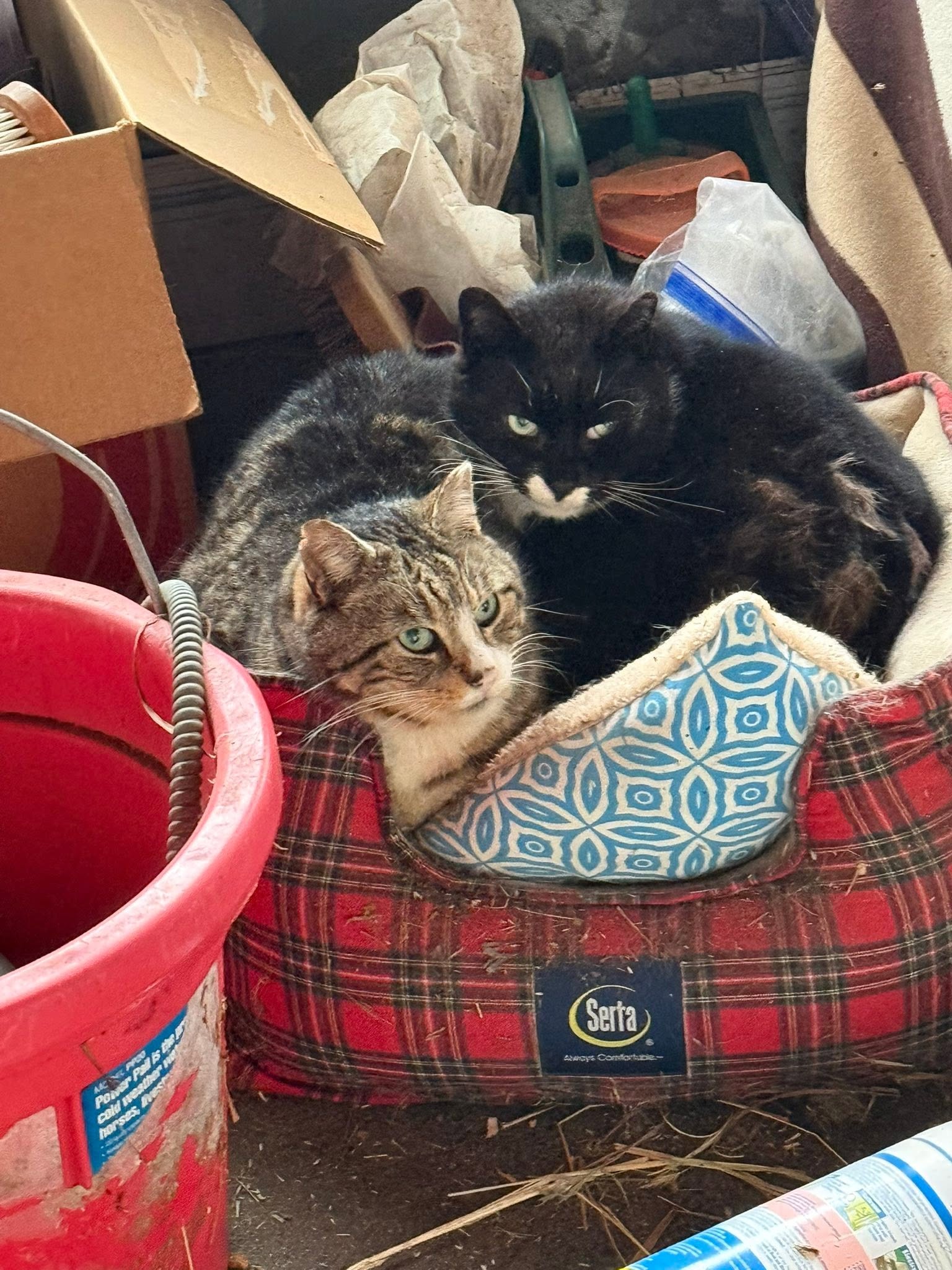 Two cats