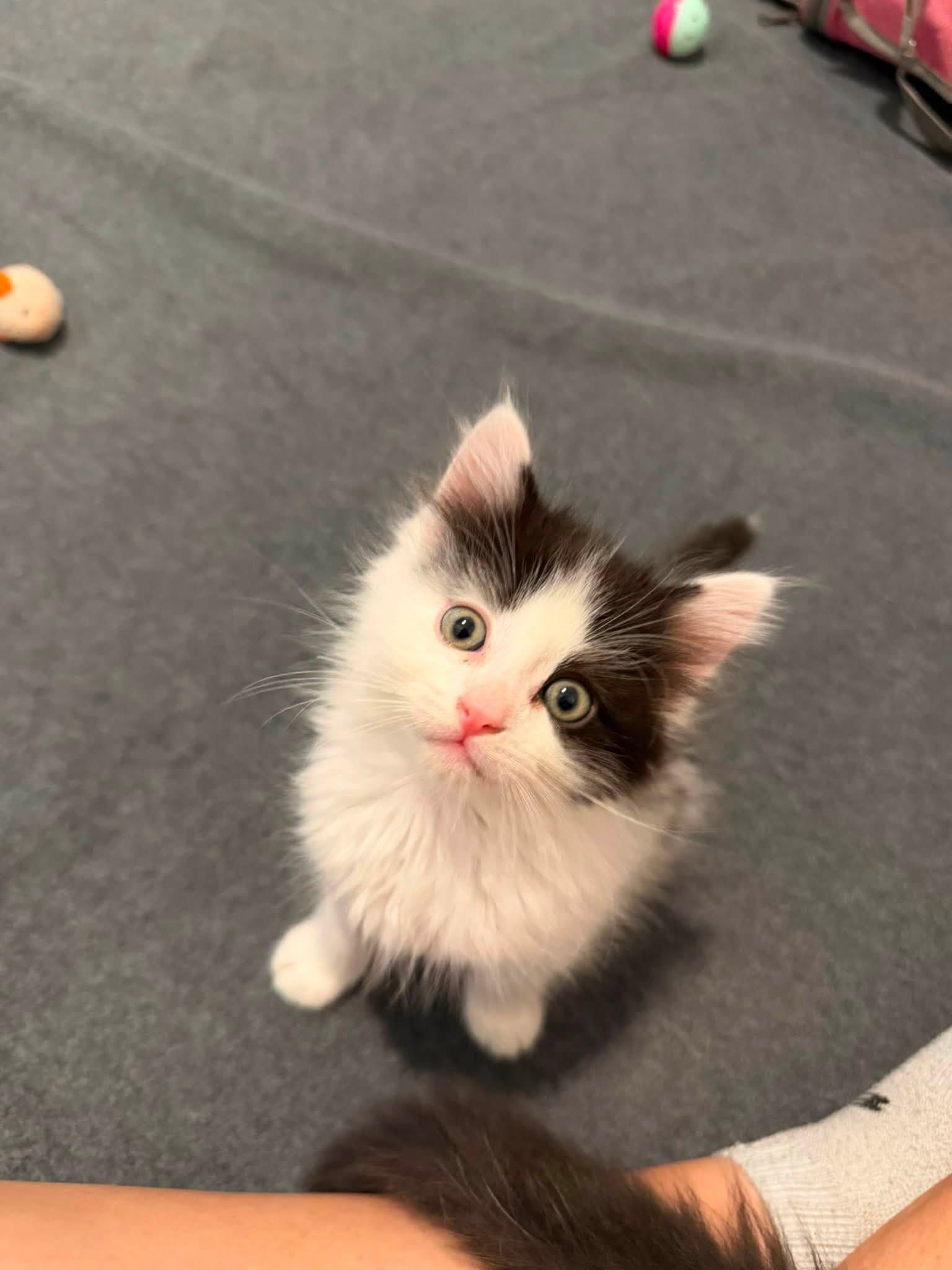 A very cute kitten