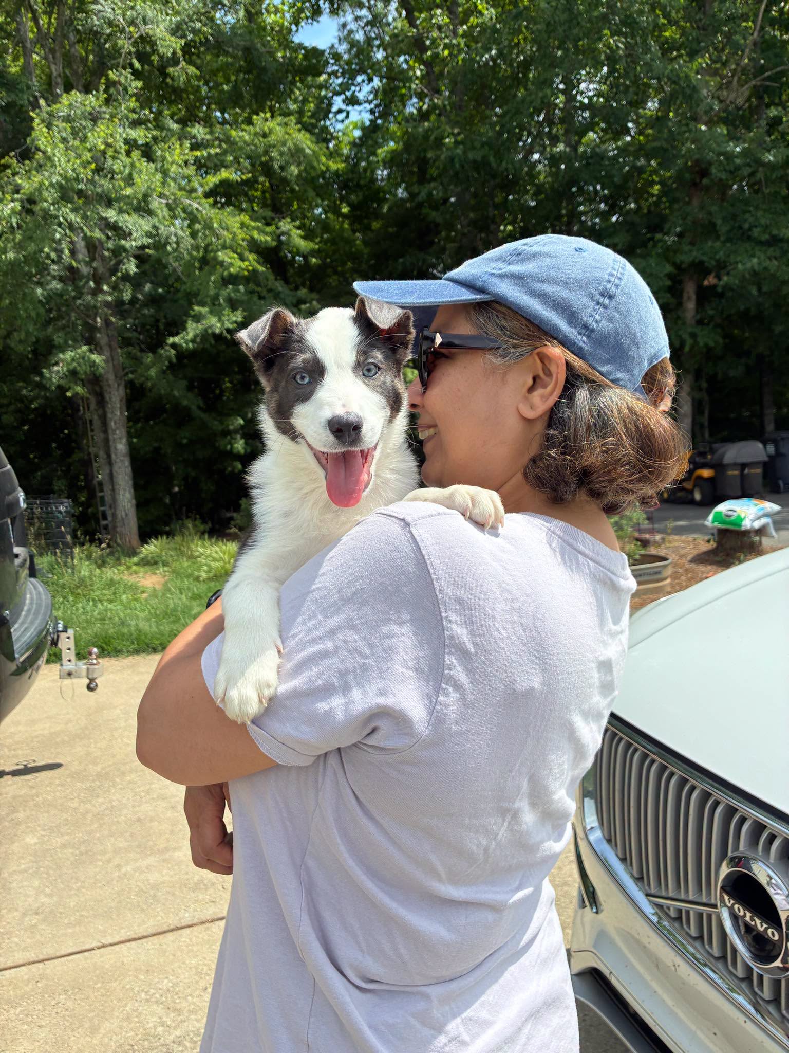 Critket is a beautiful border collie mix