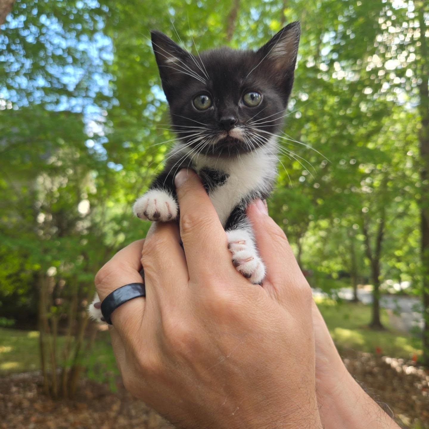 A kitten being held