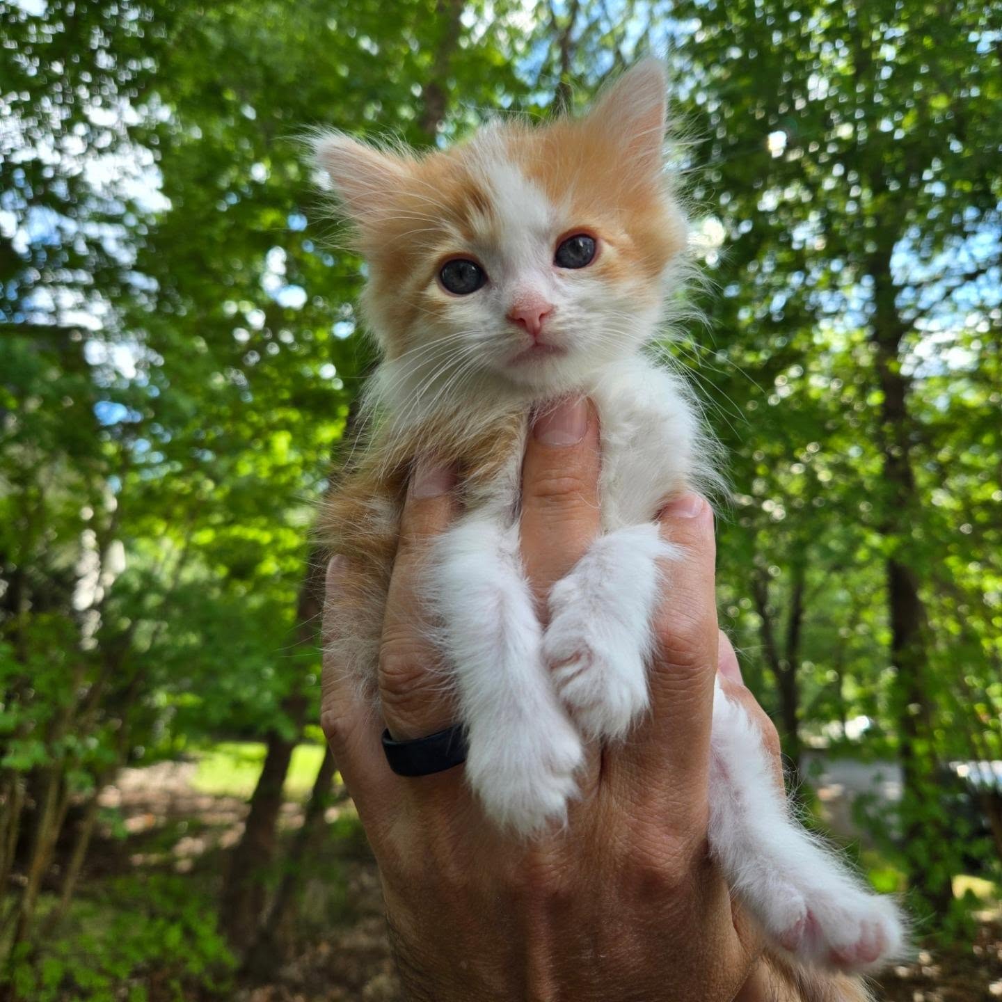 A kitten being held