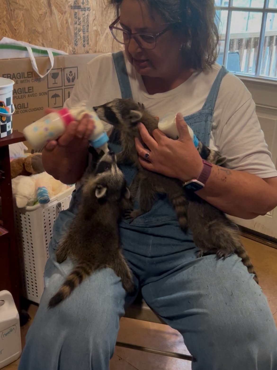 Feeding baby racoons