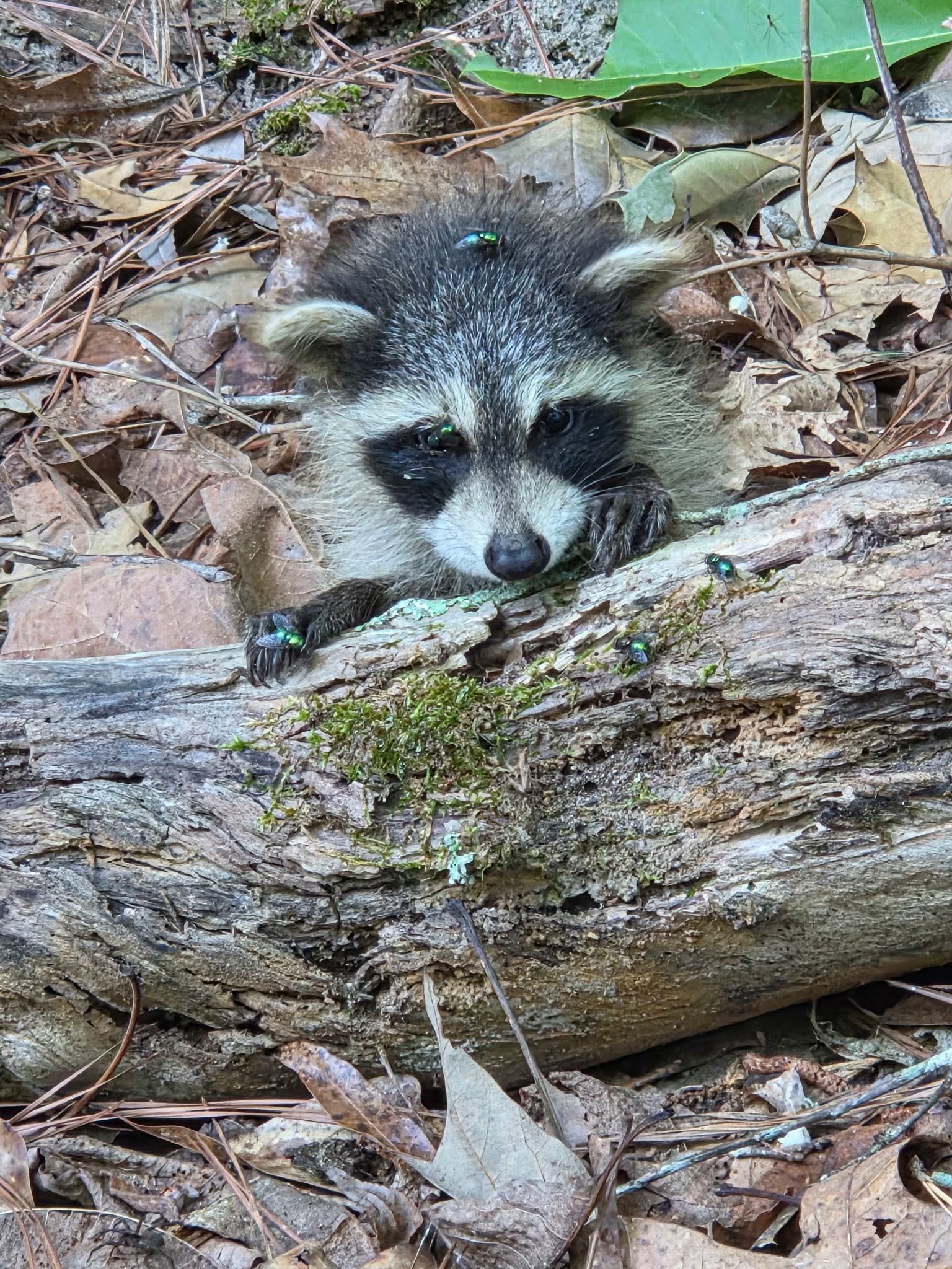 A racoon in need