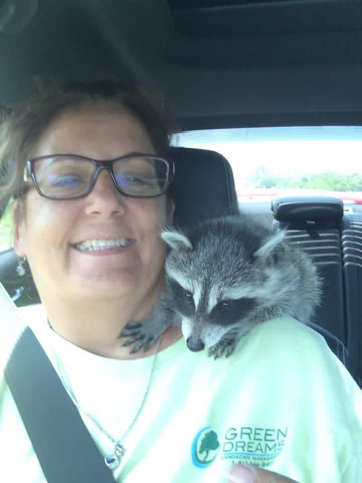 Placeholder photo for Ringtail Rescue and Sanctuary