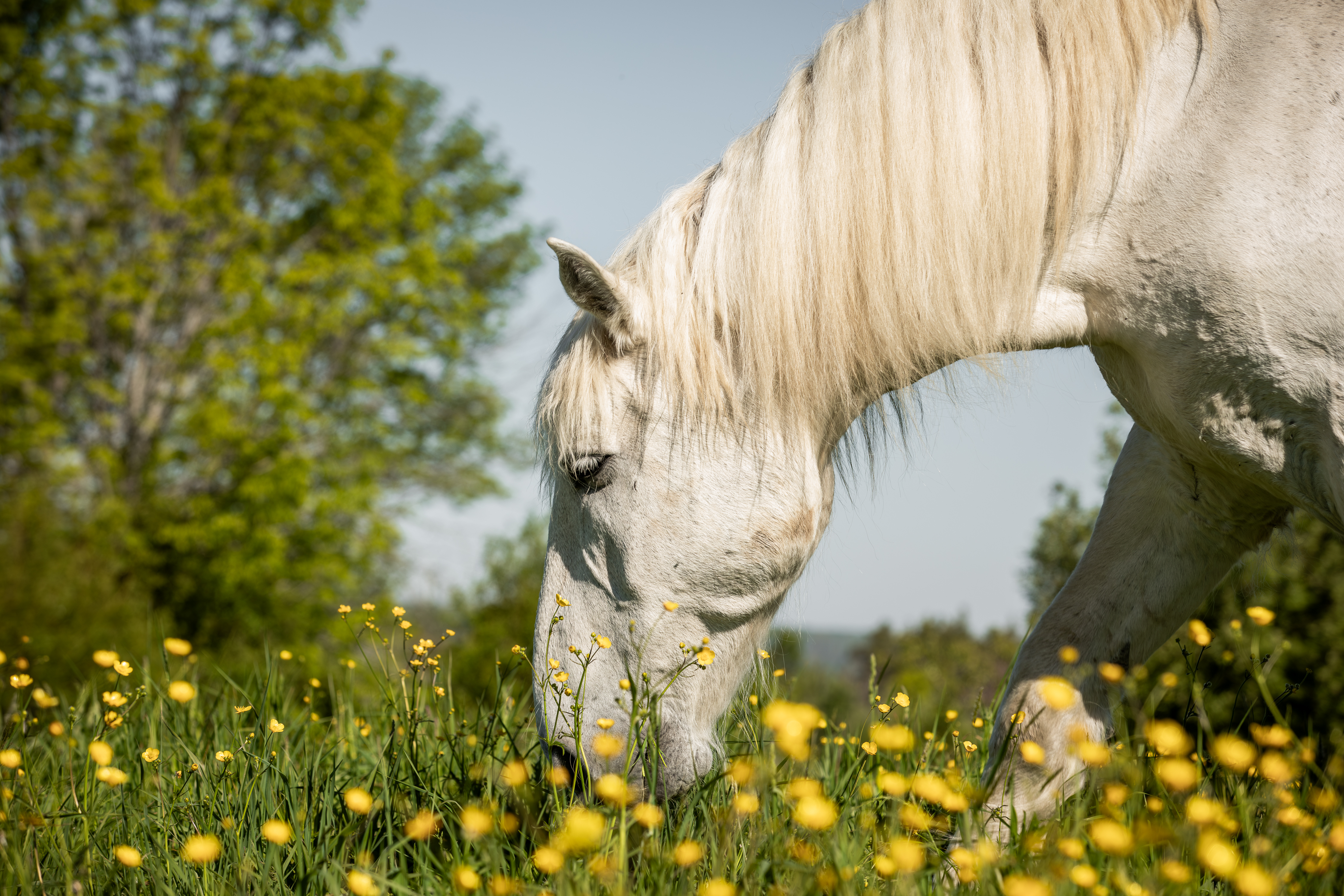 Placeholder photo for Roanchar Ranch Draft Horse Rescue