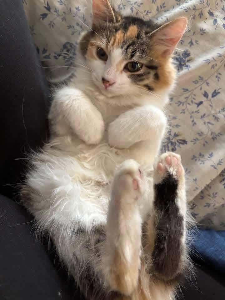 A cute kitten