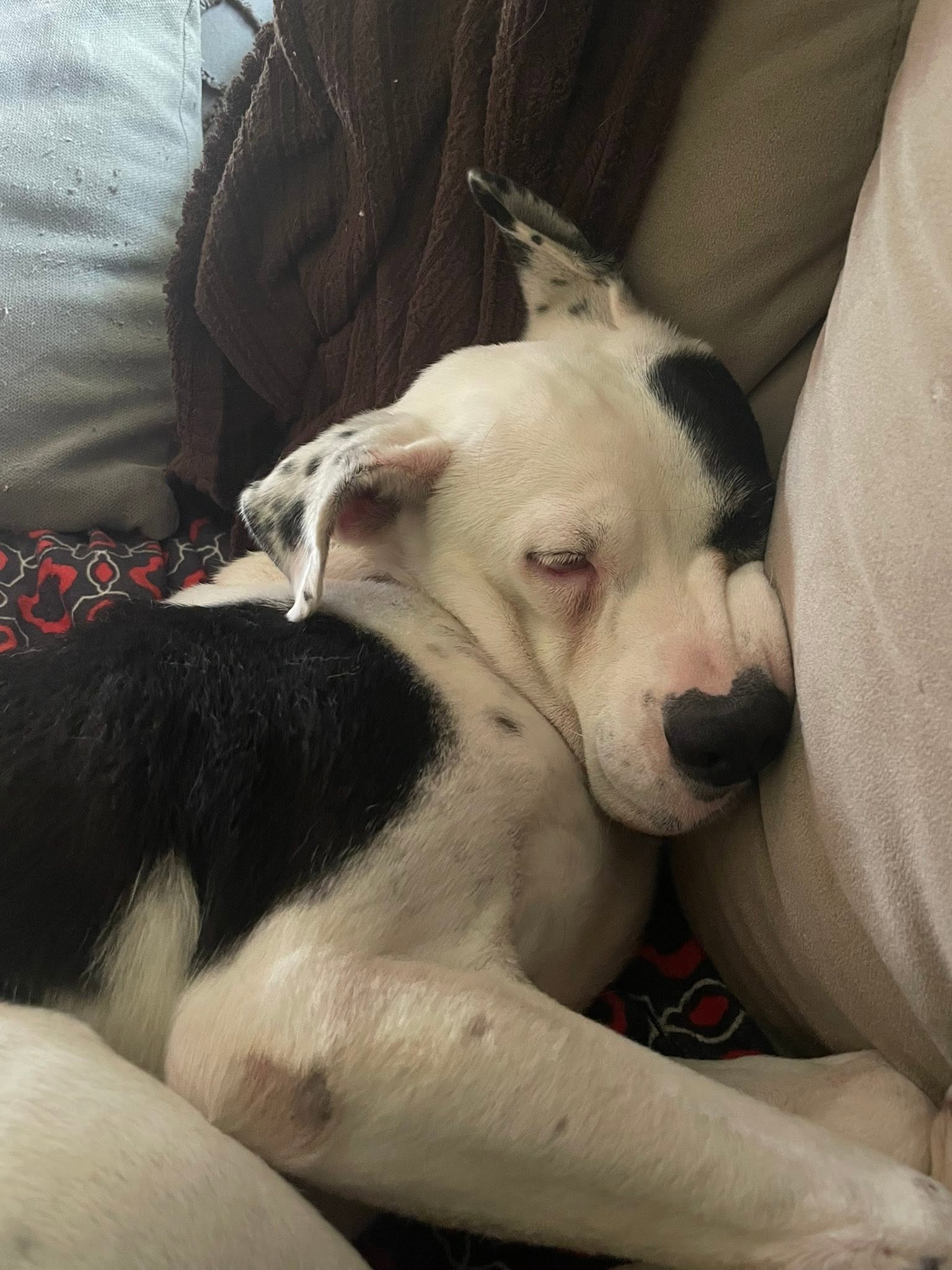 Dalmatian