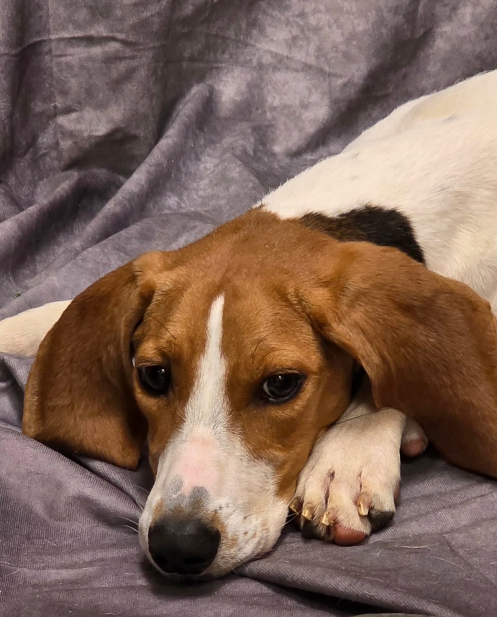 Emmett a beagle
