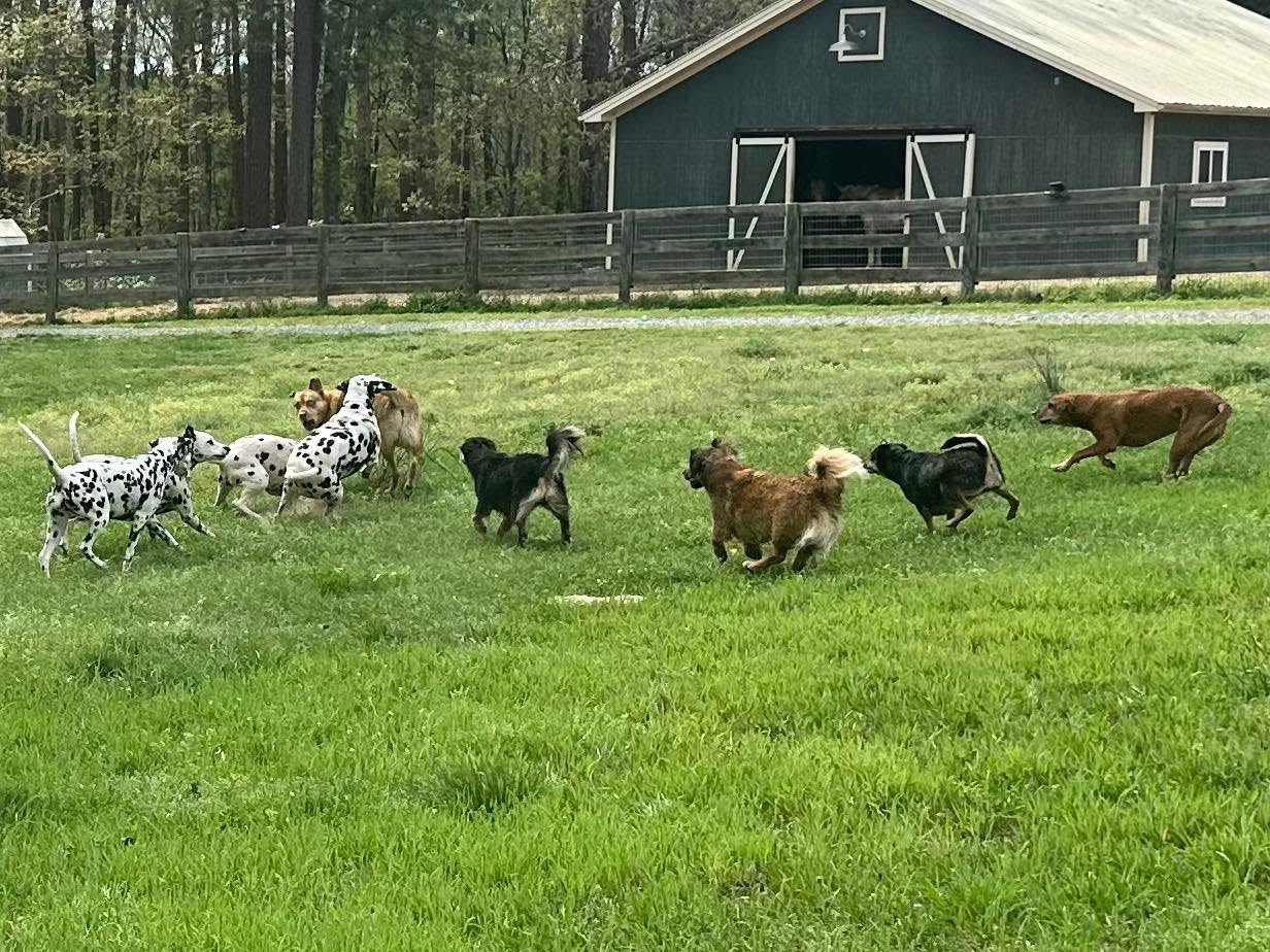 Placeholder photo for Spots and Stripes Forever Rescue