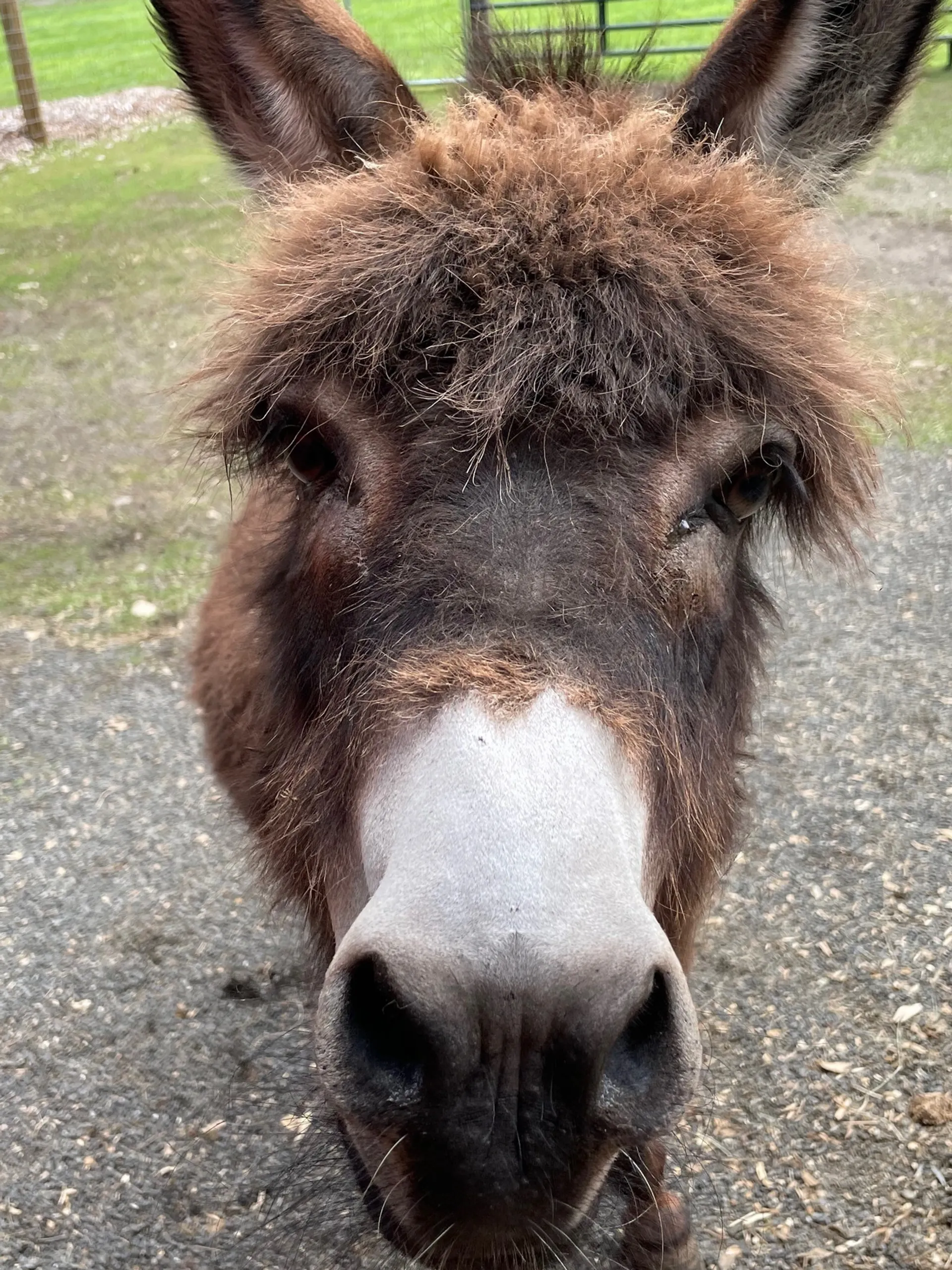 Donkey