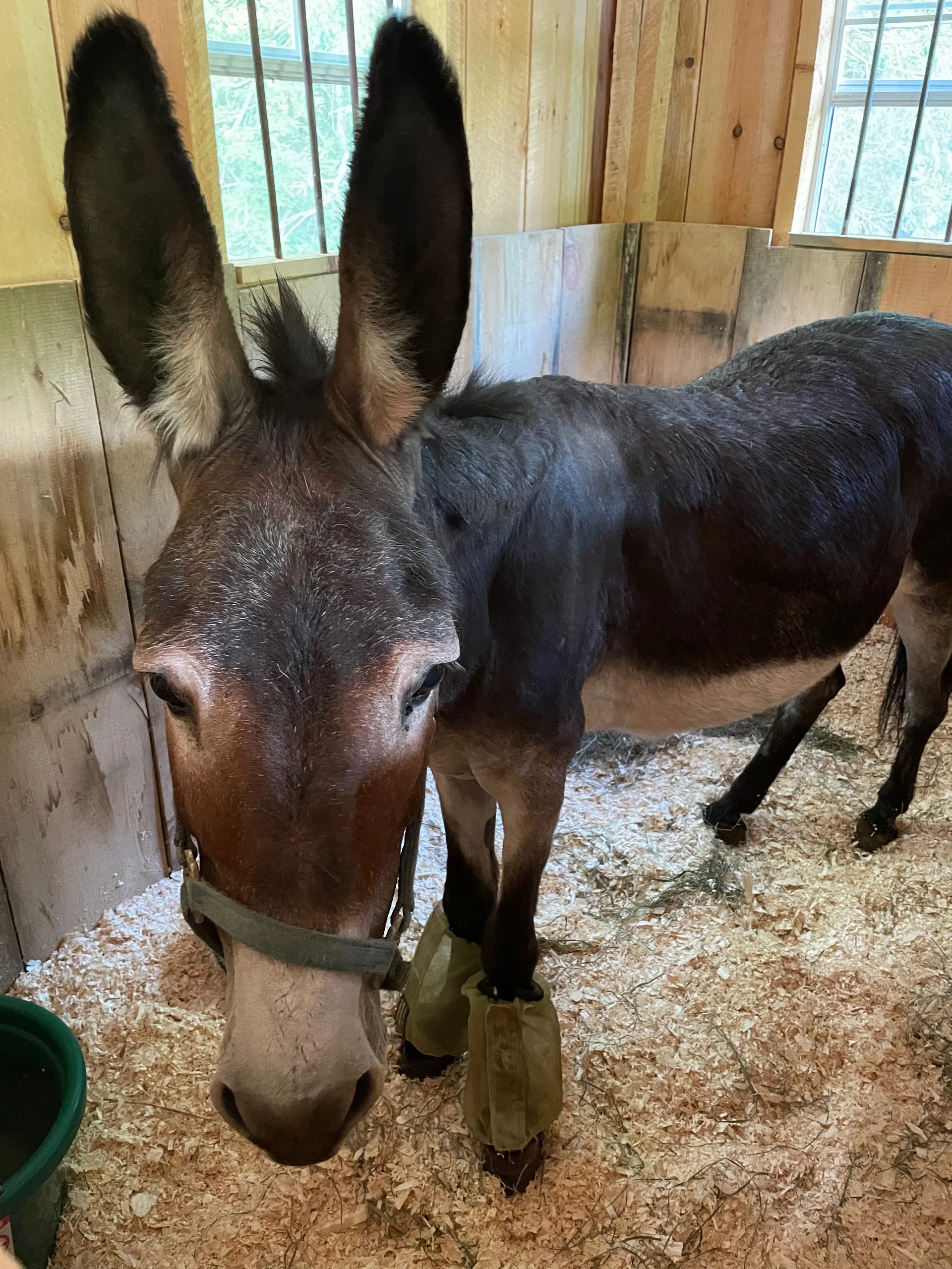 Donkey