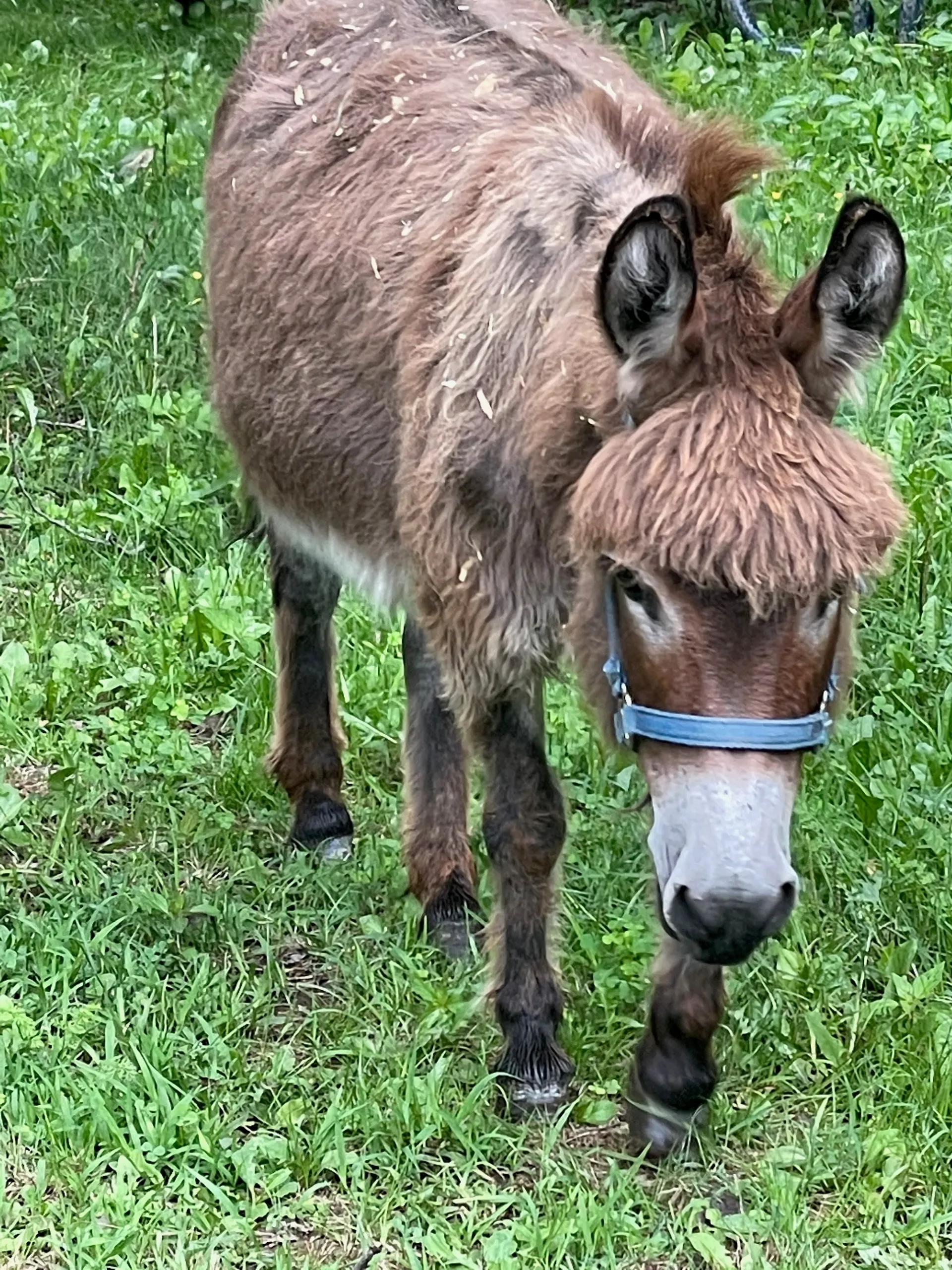 Donkey