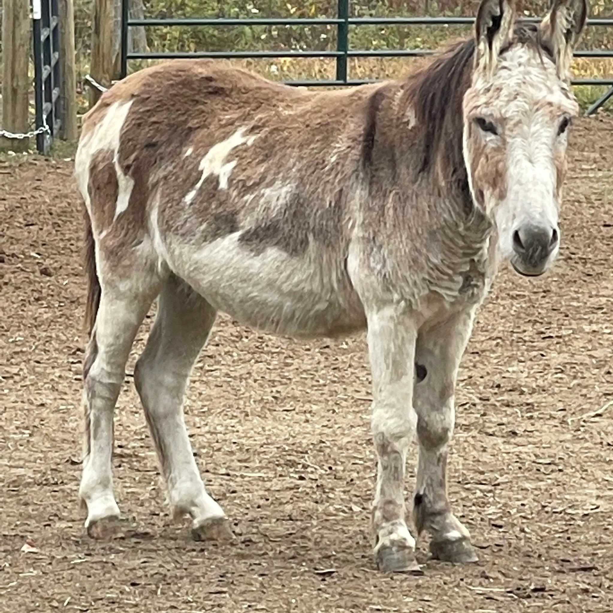 Donkey