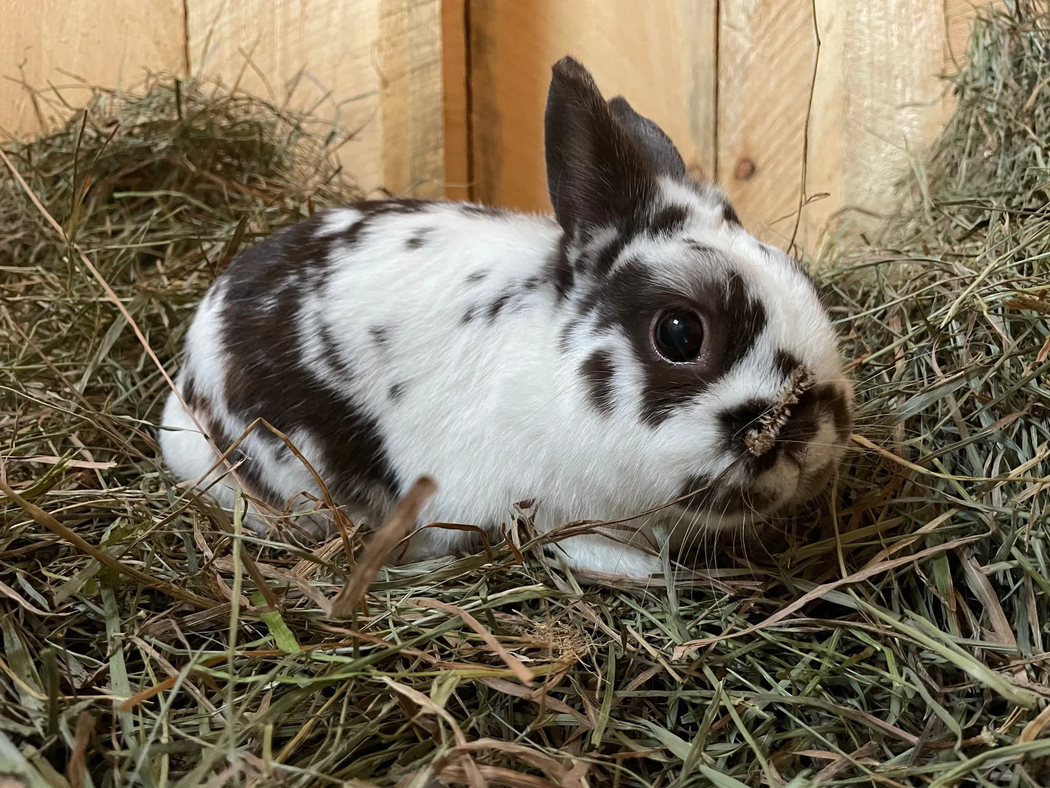 Rip is a mini rex bunny