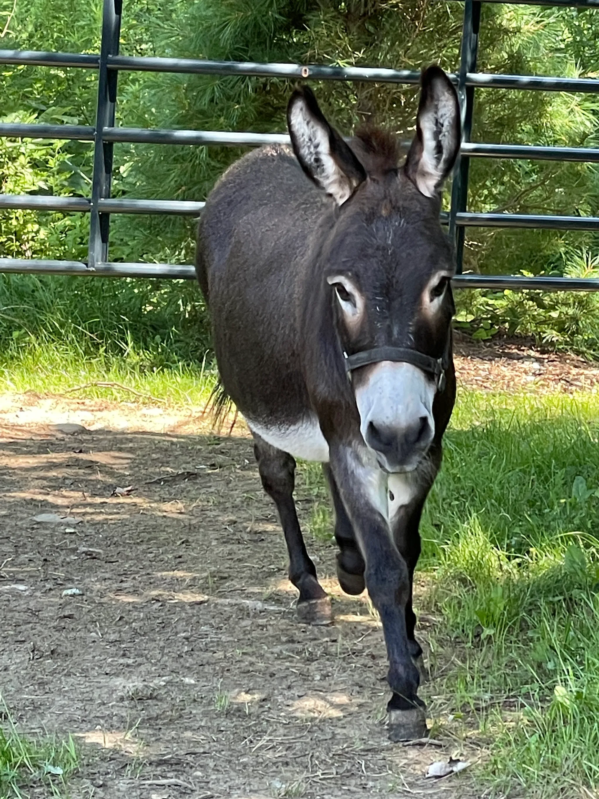 Donkey