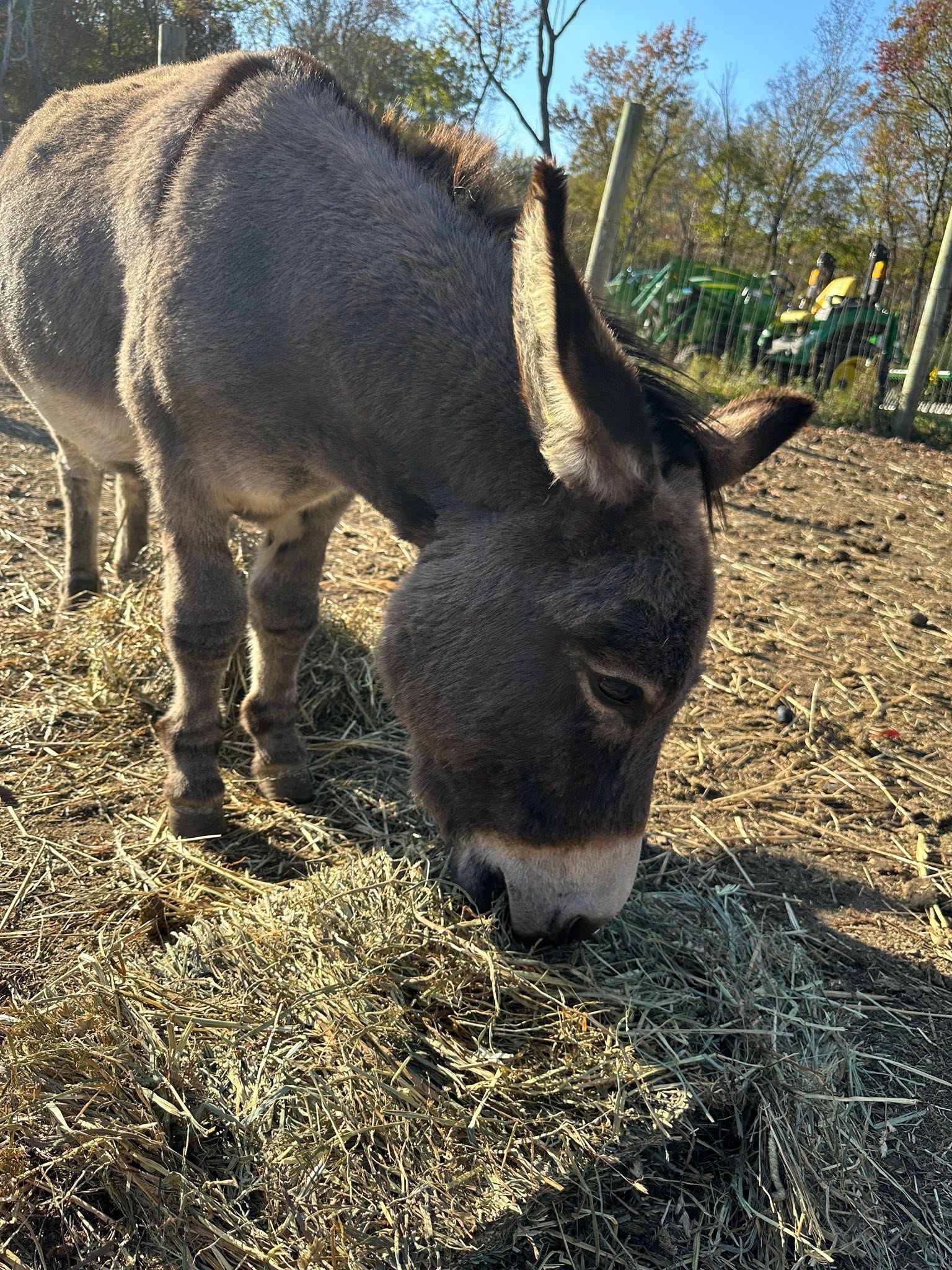 Placeholder photo for The Donkey's Cross