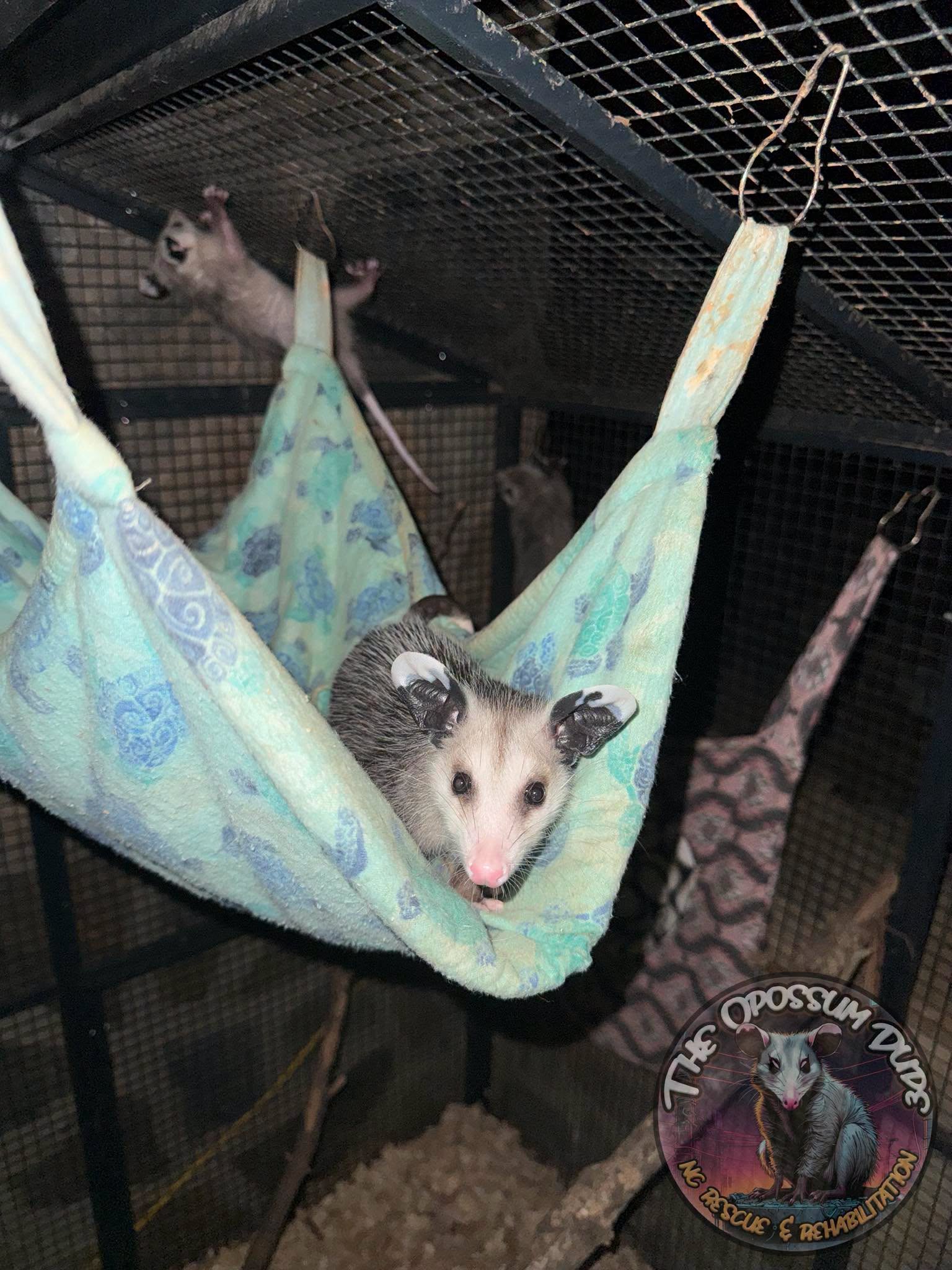 An opossum in a cage with a hanging bed