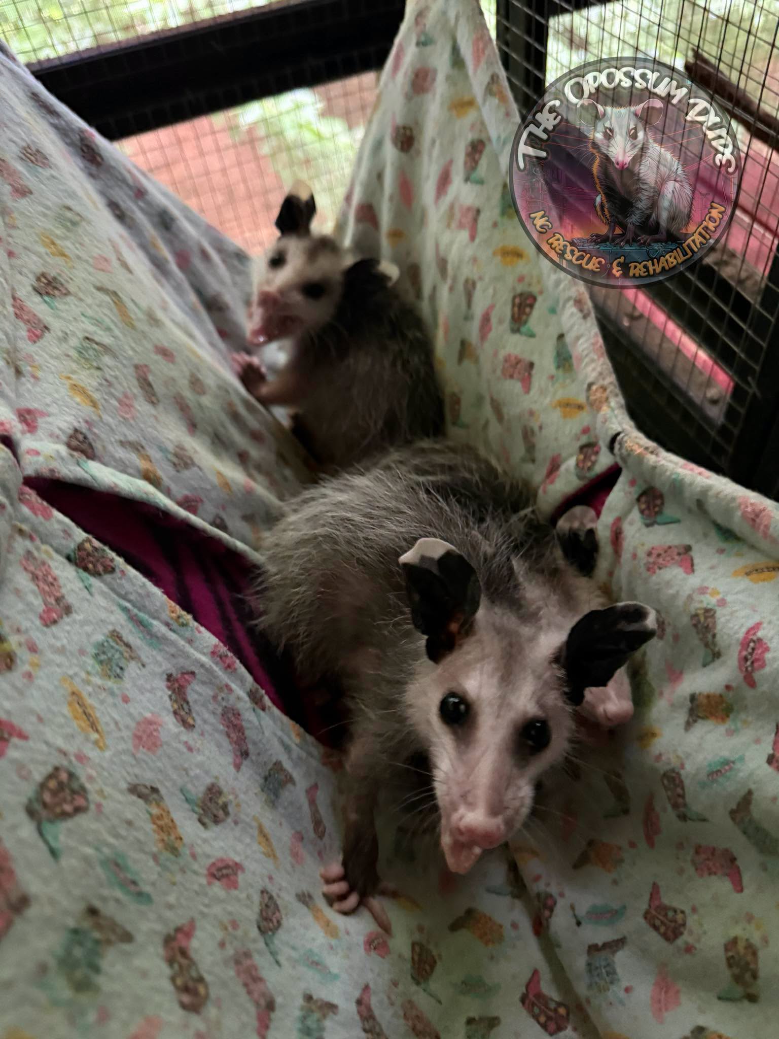 Two opossums