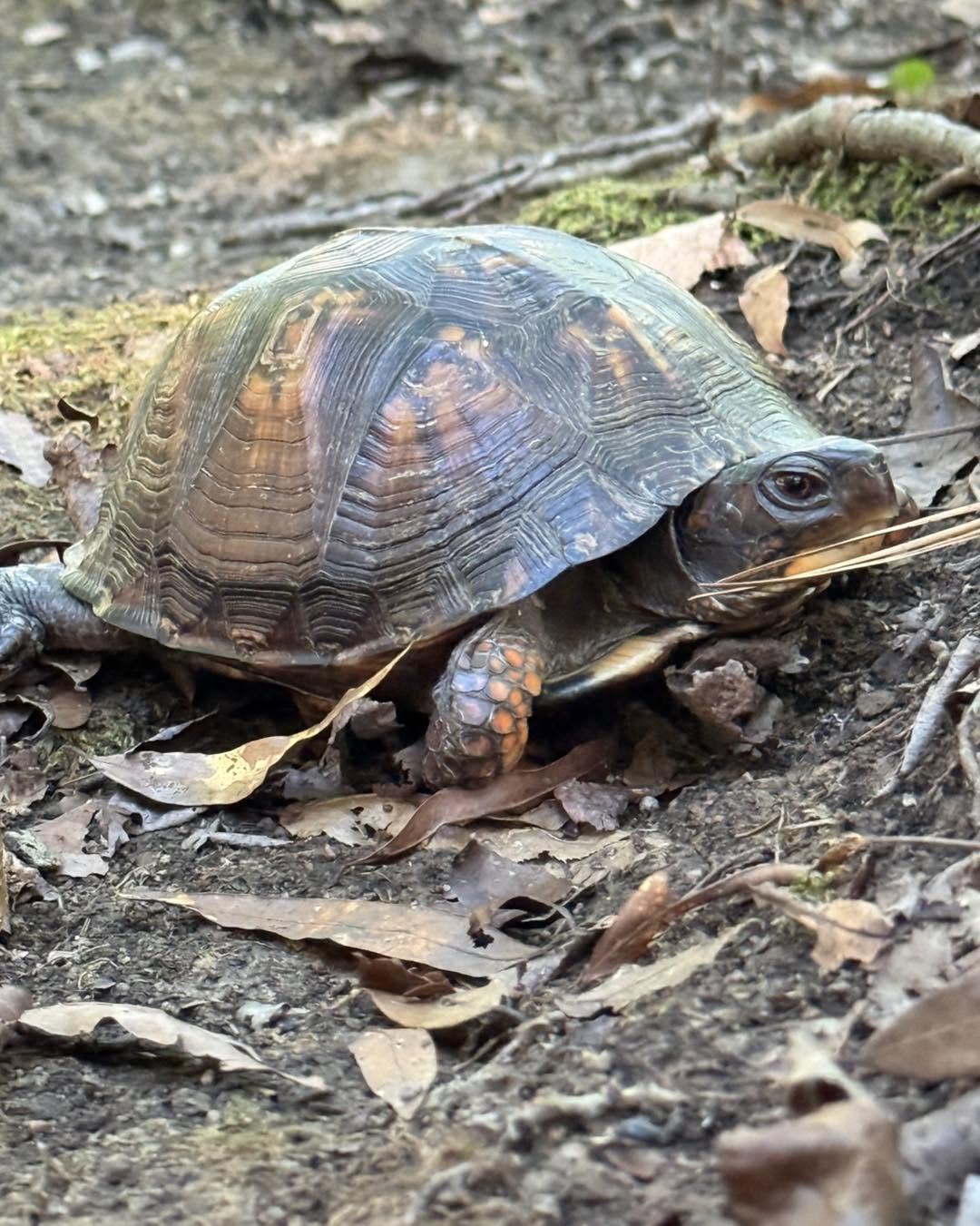 A turtle in the wild