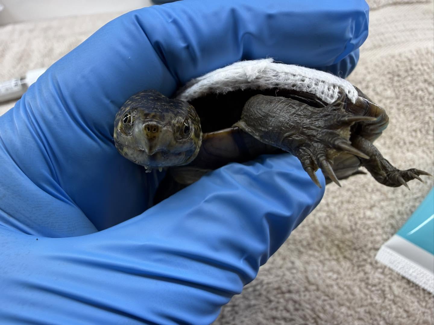 Placeholder photo for Turtle Rescue of North Carolina