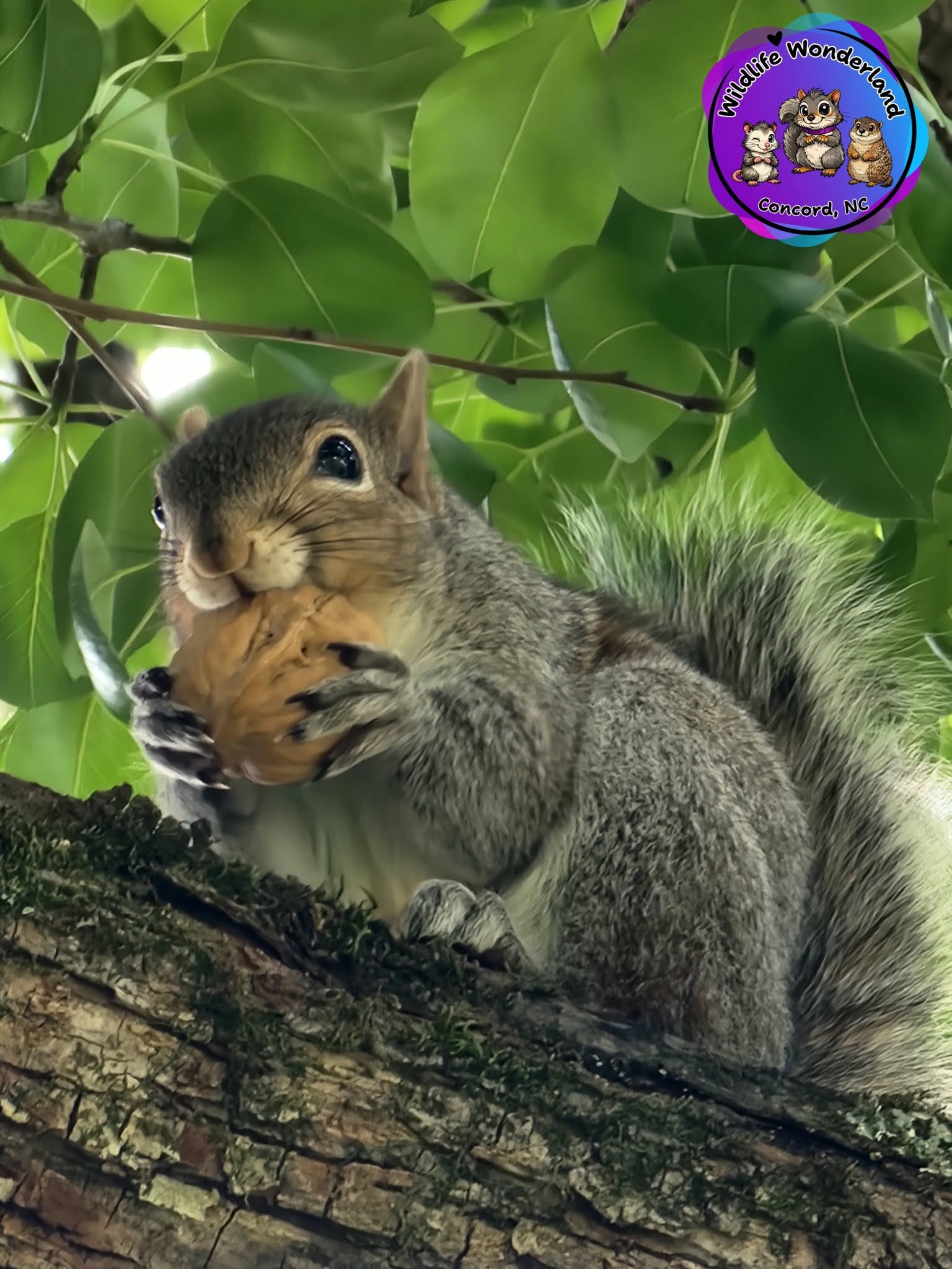 A squirrel