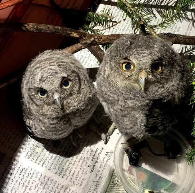 Two owls
