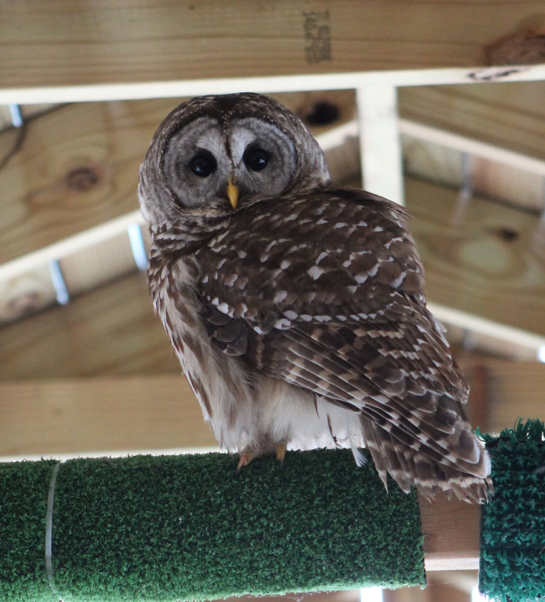 An owl